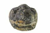 Bargain, Wide, Enrolled Austerops Trilobite - Morocco #156983-2